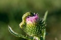 Cabbage moth larva.