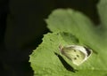 Cabbage moth on leaf diagonal design