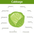 Cabbage nutrient of facts and health benefits, info graphic