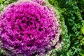 The Color Cabbage is Ornamental for Botanical Garden. Royalty Free Stock Photo