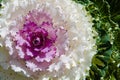 The Color Cabbage is Ornamental for Botanical Garden. Royalty Free Stock Photo