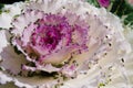 The Color Cabbage is Ornamental for Botanical Garden. Royalty Free Stock Photo