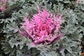 Cabbage Ornamental