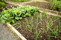 Cabbage and other vegetables growing in the garden