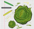 Cabbage painted on papper pattern