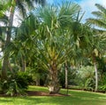 Cabbage palm a.k.a. gebang palm Corypha utan - Florida, USA