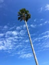 Cabbage Palm, the state tree of Florida Royalty Free Stock Photo