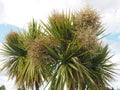 Cabbage palm tree Sabal Palm