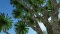 Cabbage palm tree Sabal Palmetto canopy