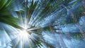 Cabbage palm tree Sabal Palmetto canopy