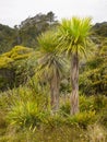 Cabbage Palm Trees, Native Bush, New Zealand Royalty Free Stock Photo