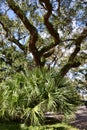 Cabbage Palmetto (Sabal palmetto) and Southern Live Oak (Quercus virginiana)