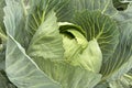 Cabbage Patch in Oregon CloseUp Royalty Free Stock Photo