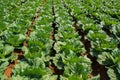 Cabbage patch wide angle Royalty Free Stock Photo