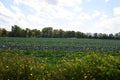 Cabbage Patch wildflower field crop in New York State Royalty Free Stock Photo