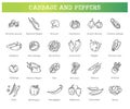 Cabbage and peppers beneficial features graphic set. Gardening, farming