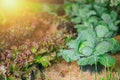 Cabbage plant farming, Vegetable agriculture farm Royalty Free Stock Photo