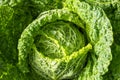 Cabbage plant growing in the vegetable garden bio farm, Cabbage plant growing in glass greenhouse, bio farming, Fresh vegetable Royalty Free Stock Photo