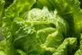 Cabbage plant growing in the vegetable garden bio farm, Cabbage plant growing in glass greenhouse, bio farming, Fresh vegetable Royalty Free Stock Photo