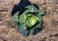 Cabbage plant grows on the ground, photographed from close-up