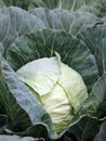Cabbage plant with white head Royalty Free Stock Photo