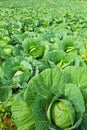 Cabbage plantation