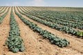 Cabbage plantation