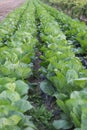 Cabbage Plantation