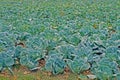 cabbage plantation Royalty Free Stock Photo