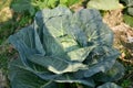 Cabbage plantation