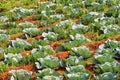 Cabbage plantation in India Royalty Free Stock Photo