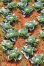 Cabbage plantation in India Royalty Free Stock Photo