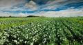 cabbage plantation, rows in the field Royalty Free Stock Photo