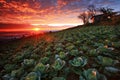 Cabbage plantation sunrise