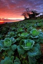 Cabbage plantation at twilight