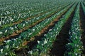 Cabbage plantation