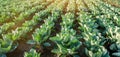 Cabbage plantations grow in the field. fresh, organic vegetables. landscape agriculture. farmland, farming