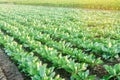 Cabbage plantations grow in the field. vegetable rows. farming, agriculture. Landscape with agricultural land. crops