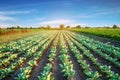 Cabbage plantations grow in the field. vegetable rows. farming, agriculture. Landscape with agricultural land. crops