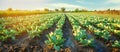 Cabbage plantations grow in the field. vegetable rows. farming, agriculture. Landscape with agricultural land. crops. selective fo Royalty Free Stock Photo