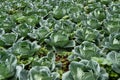 Cabbage planting field at harvesting stage, leafy agriculture