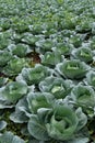 Cabbage planting field at harvesting stage, leafy agriculture