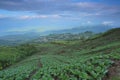 Cabbage planting plot, Phu Thap Buek Mountain Royalty Free Stock Photo