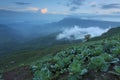 Cabbage planting plot, Phu Thap Buek Mountain Royalty Free Stock Photo