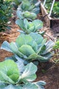 Cabbage Plants in Backyard Victory Garden