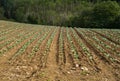 Cabbage plants in brown earth