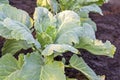 Cabbage plants with drops of water grows in vegetable garden