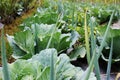 Cabbage plants grown close to spring onions. Diversified farming concept
