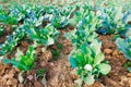 Cabbage plants planted in rows in farm with excavated soil ready to harvest