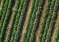 Cabbage plants in rows in a farm field, aerial view from drone Royalty Free Stock Photo